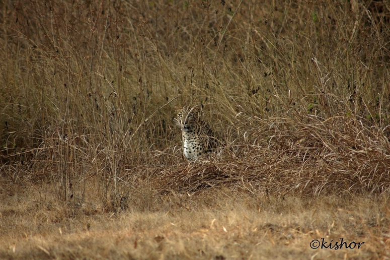 predators of bhadra tiger reserve