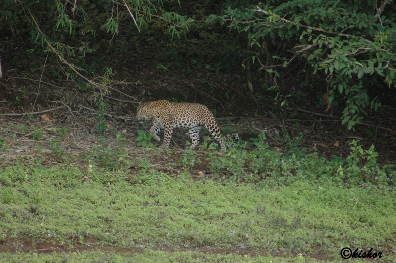 predators of bhadra tiger reserve