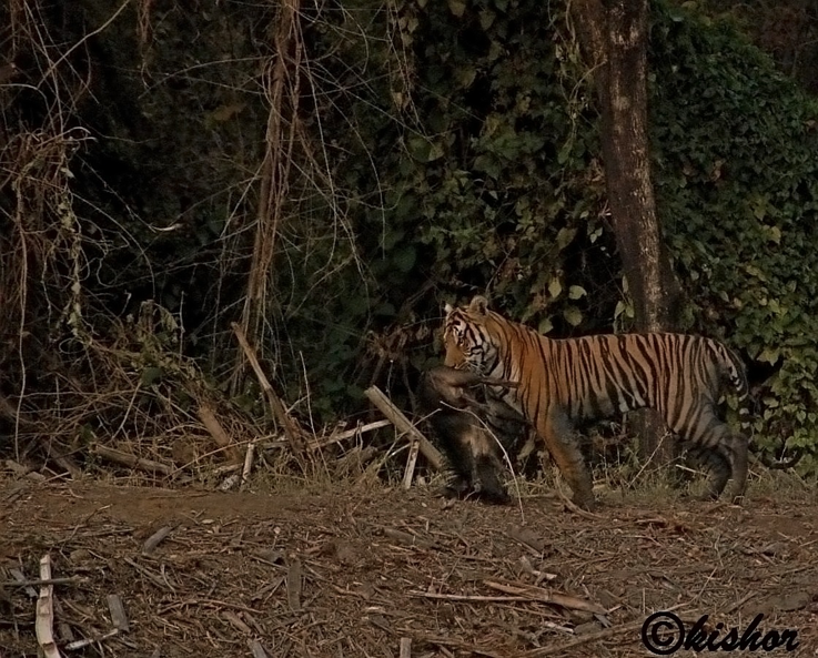 predators of bhadra tiger reserve