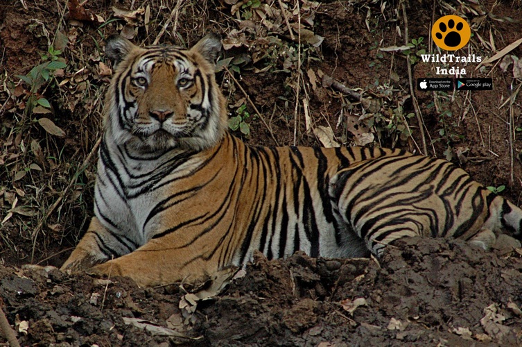 predators of bhadra tiger reserve