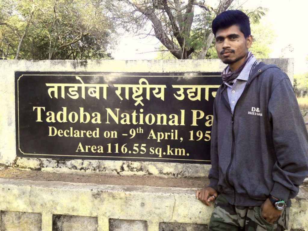 ratan tadoba guide wildtraiils india