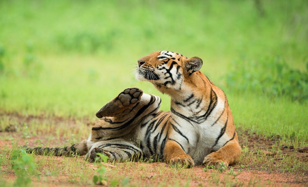 Tadoba National Park Safari Booking