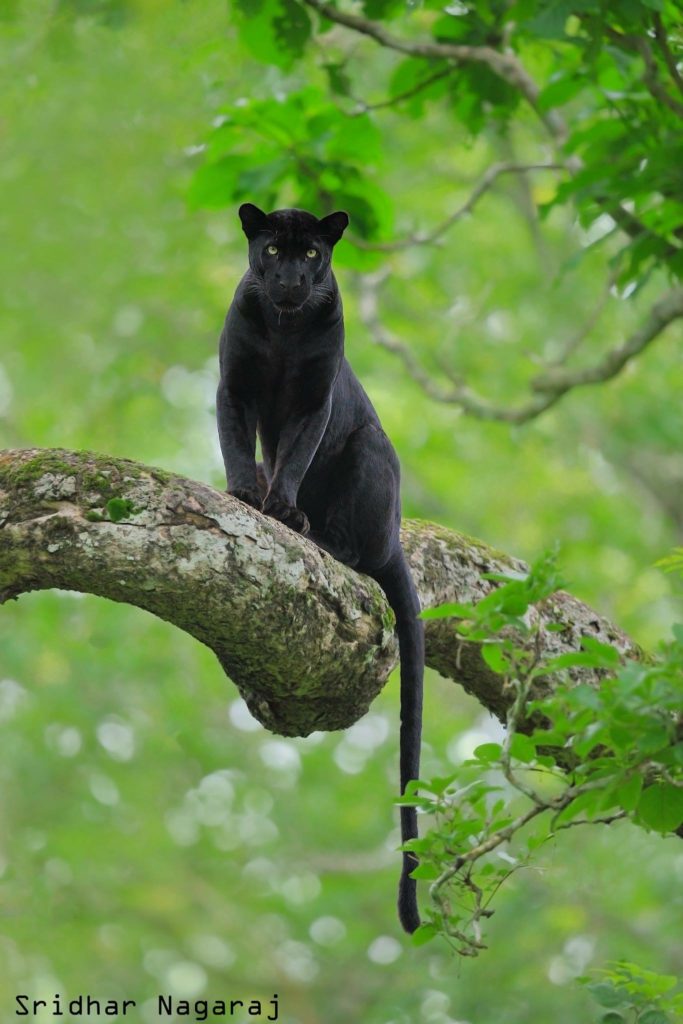 black panthers in india