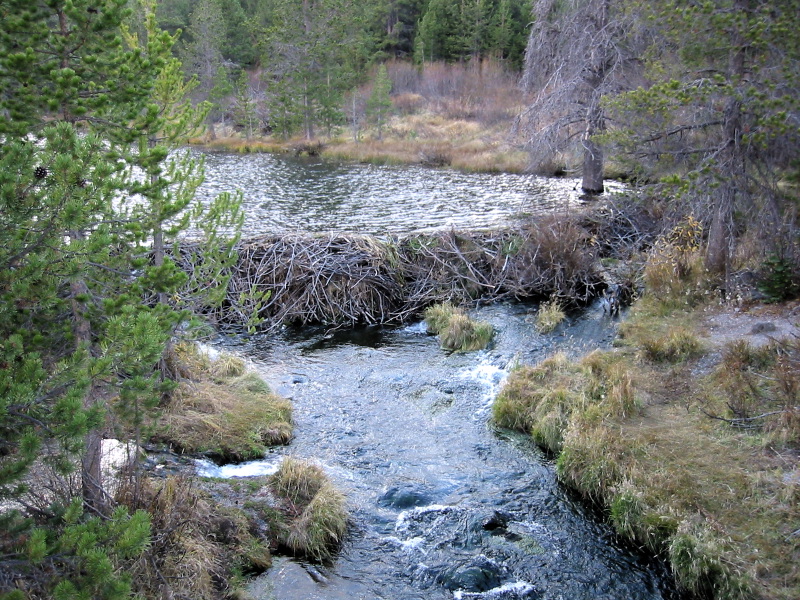 beaver dam keystone species