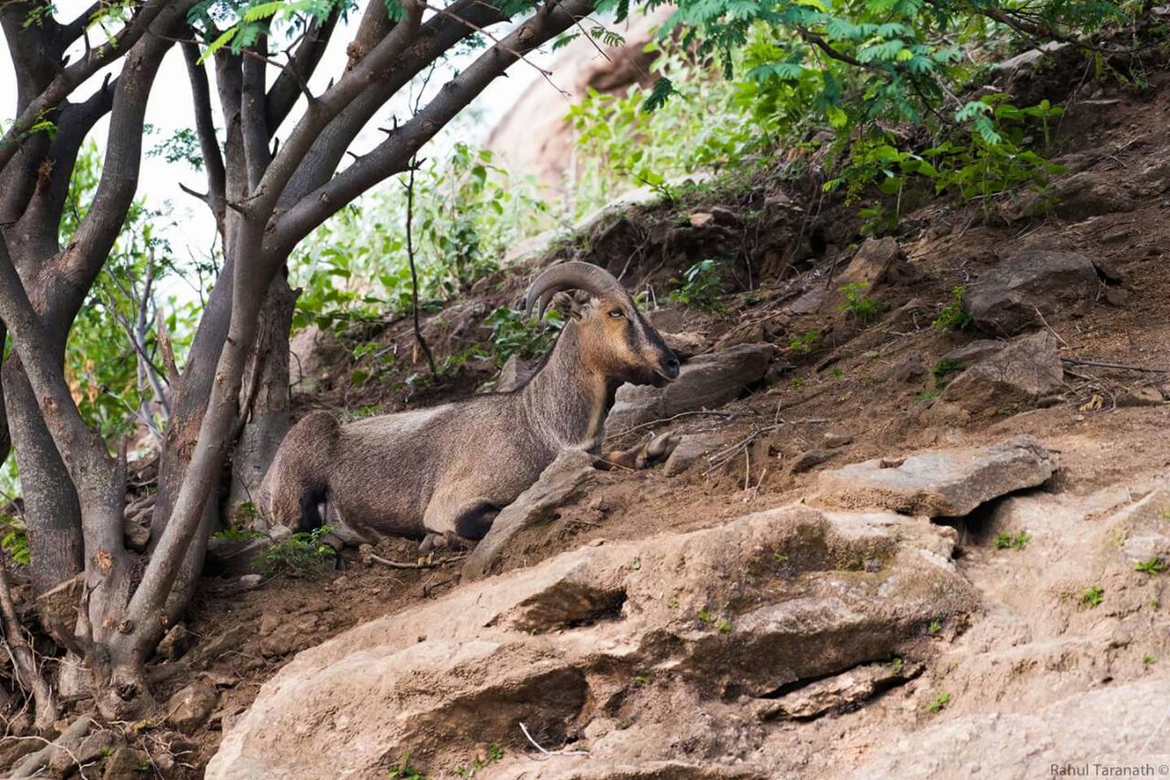Valparai, hidden wildlife jewel of the south