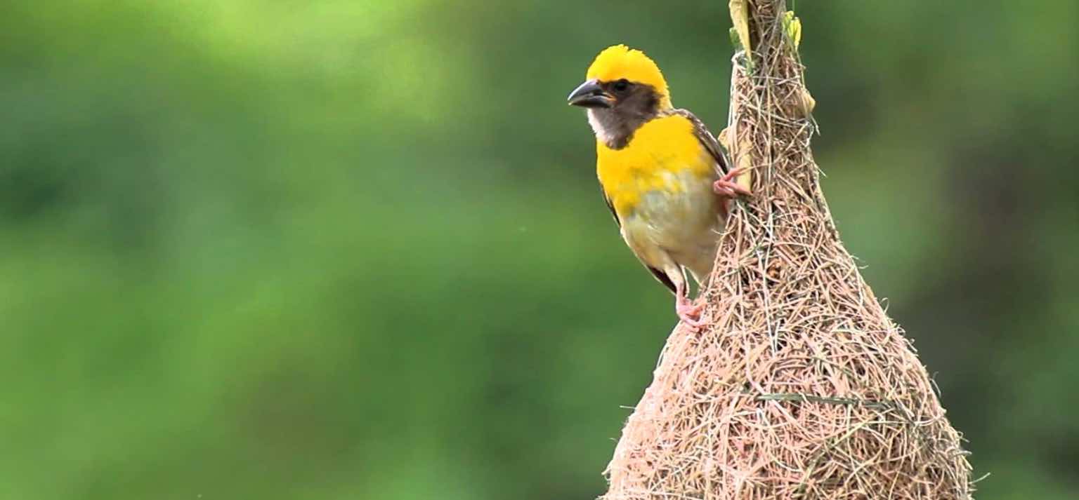 Business lesson from our Wildlife - Lesson #1 - Baya Weaver Bird