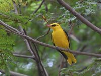 birding spots near bangalore