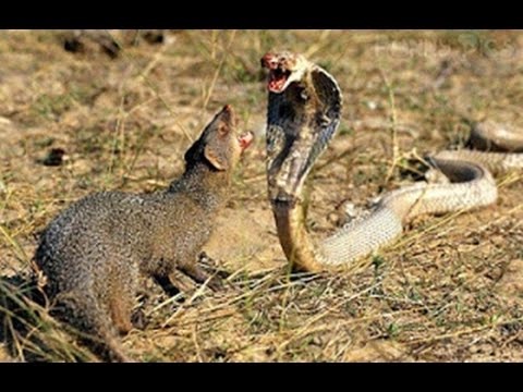 mongoose attacks a snake, a business lesson