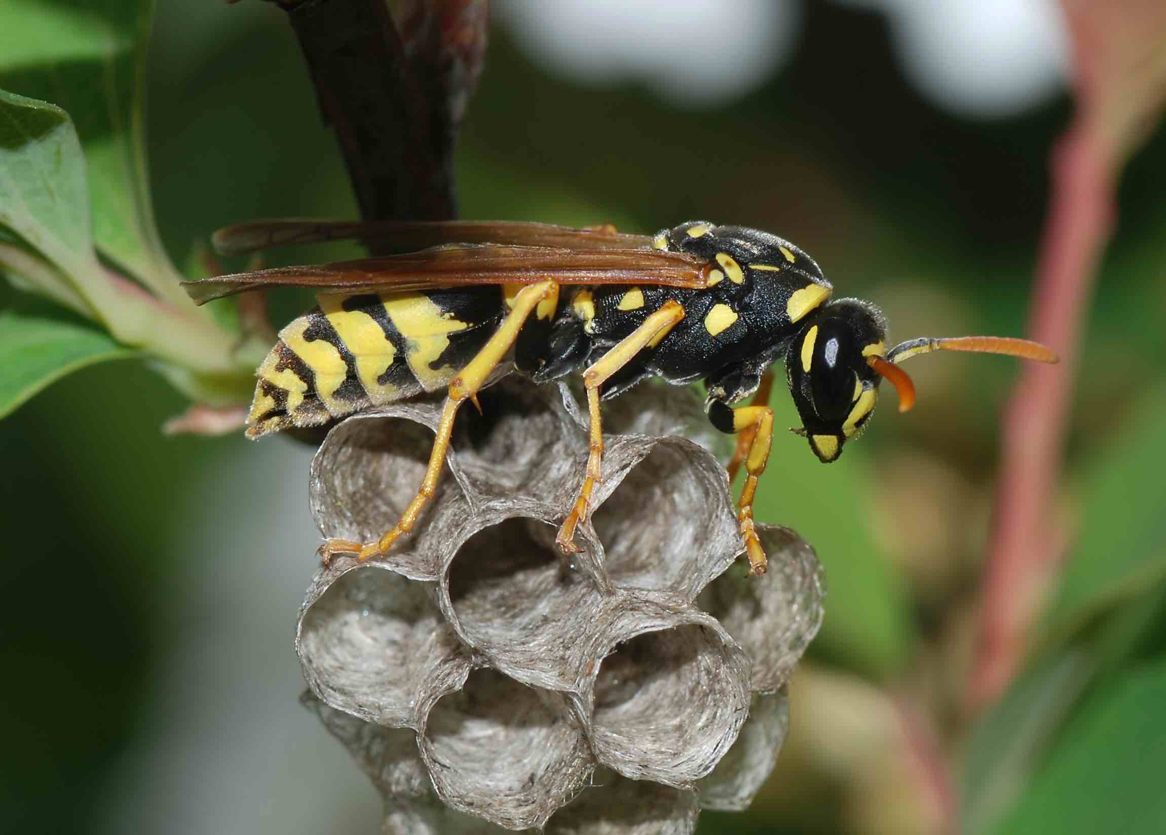 a business lesson from paper wasps
