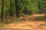 Bandhavgarh Package