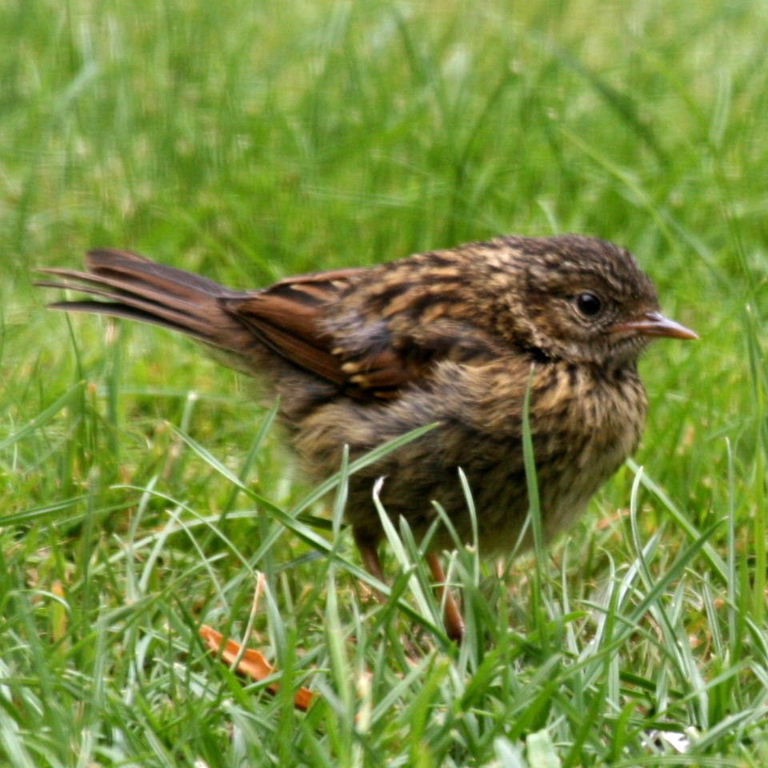 business lesson from Dunnock Birds