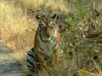increase odds of sighting tigers in india