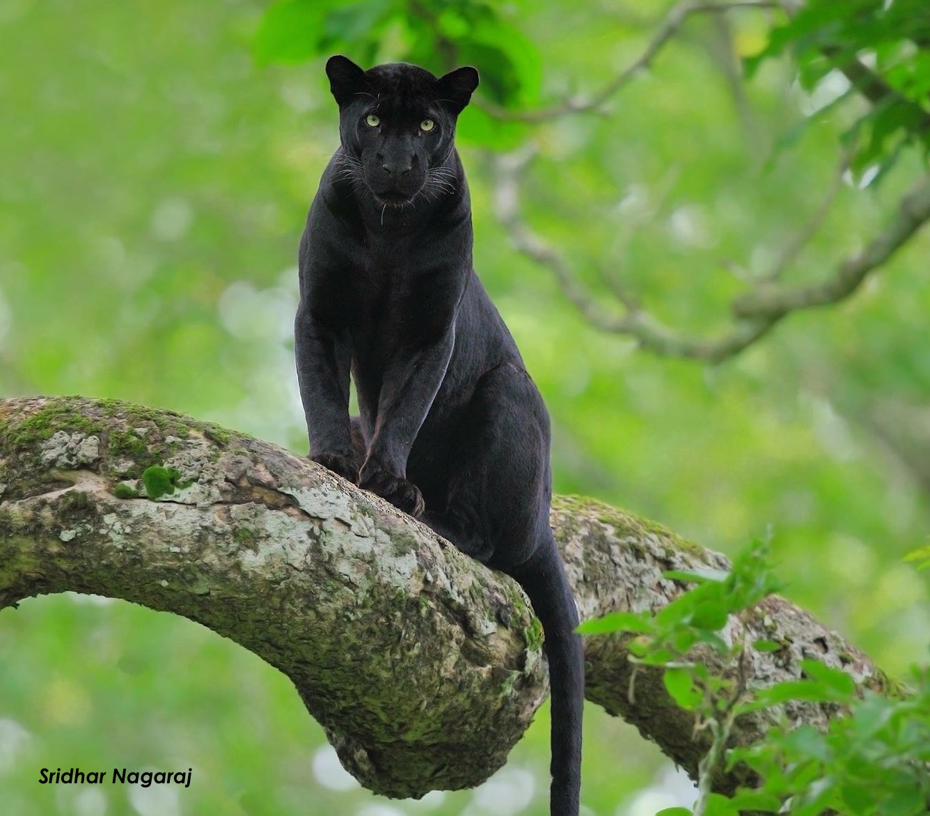 Kabini Package