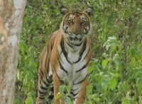 nagarhole package tiger