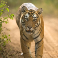 sariska package tiger