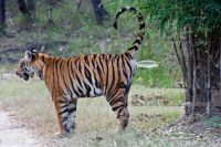 ranthambore Safari Zones