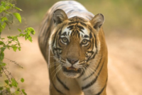 inexpensive jeep safari at Ranthambore