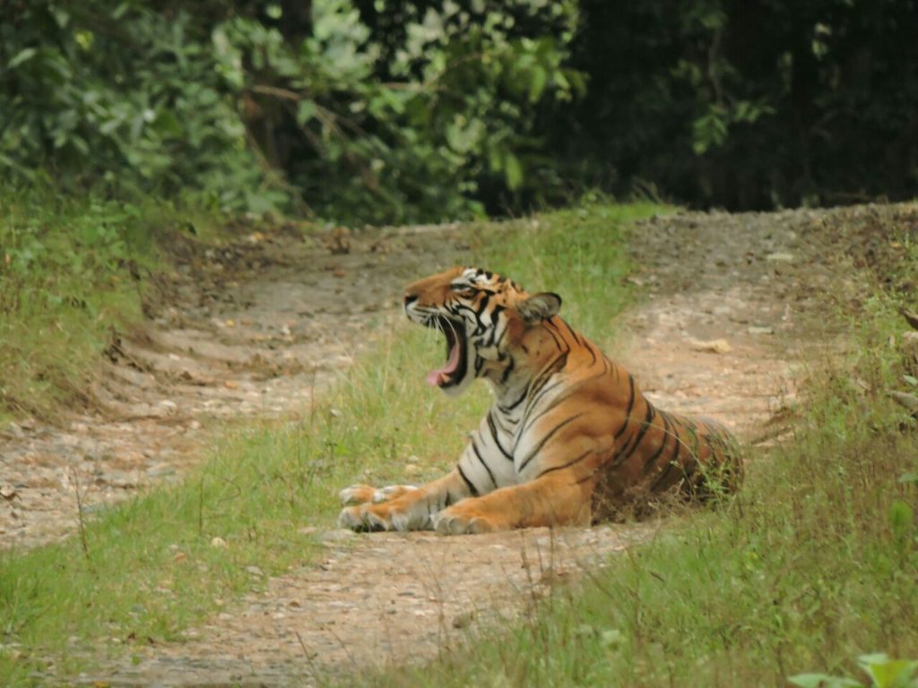 ranthambore jeep safari