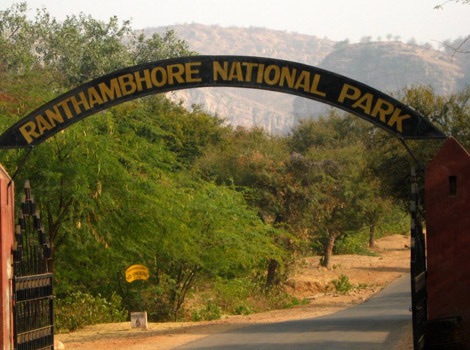 ranthambore jungle safari