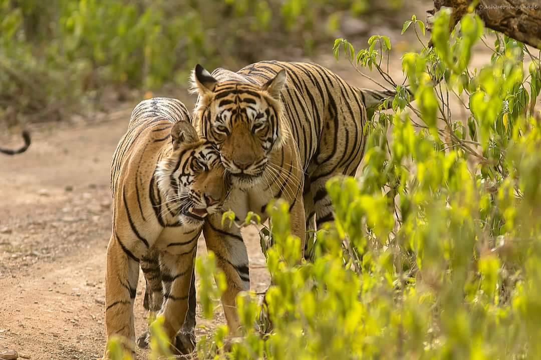 ranthambore packages