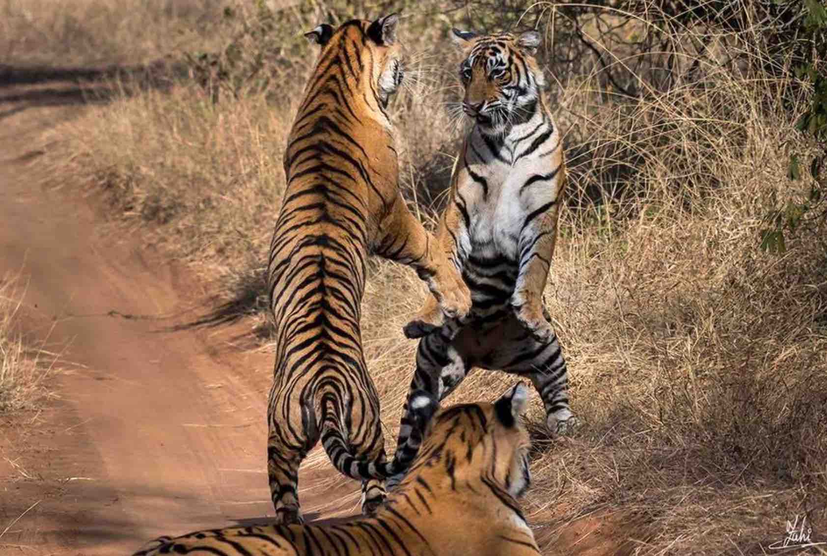 Best Time To Visit Ranthambore national park