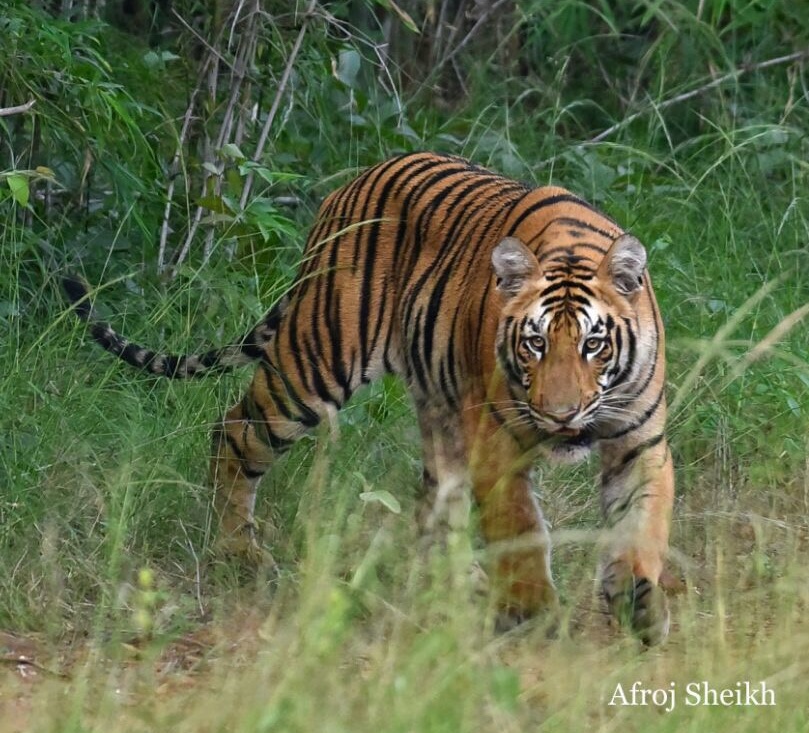 Plan Ranthambore Tiger Reserve Rajasthan from London