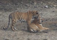 Ranthambore safari types and options