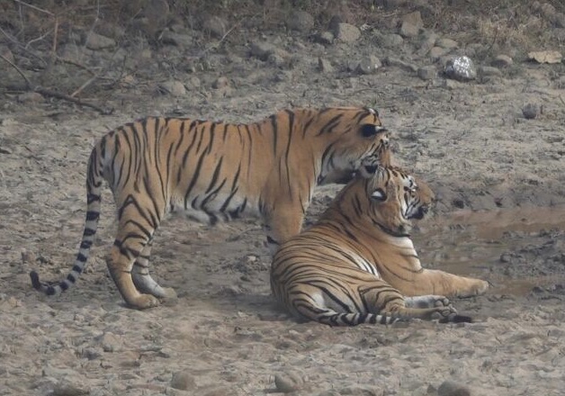 Ranthambore safari types and options