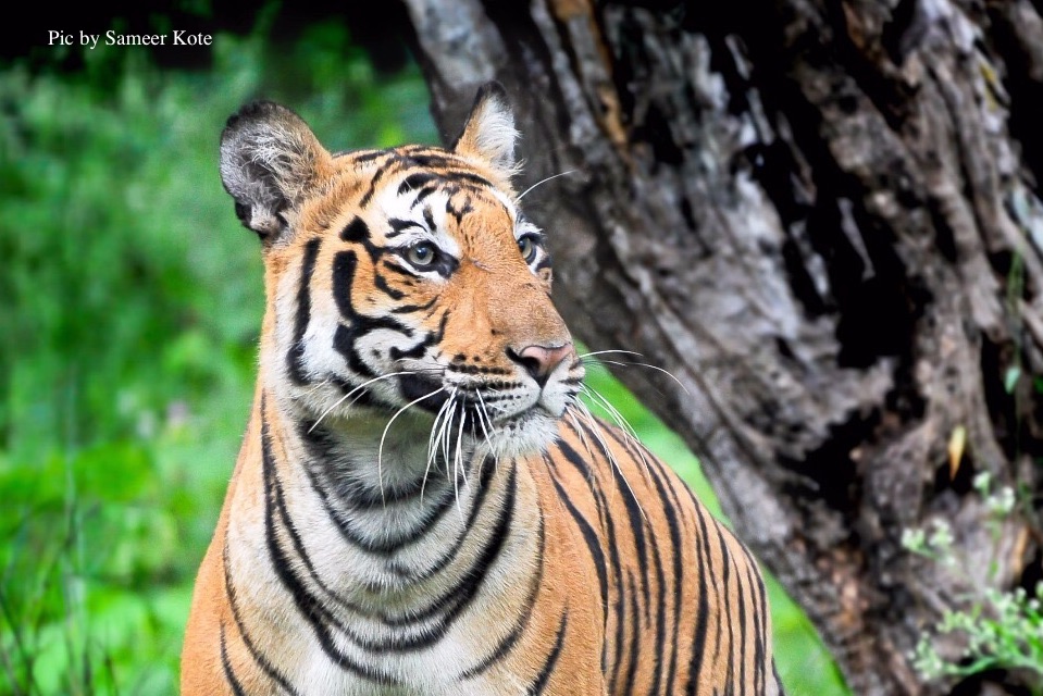Top 10 Things to do in Ranthambore