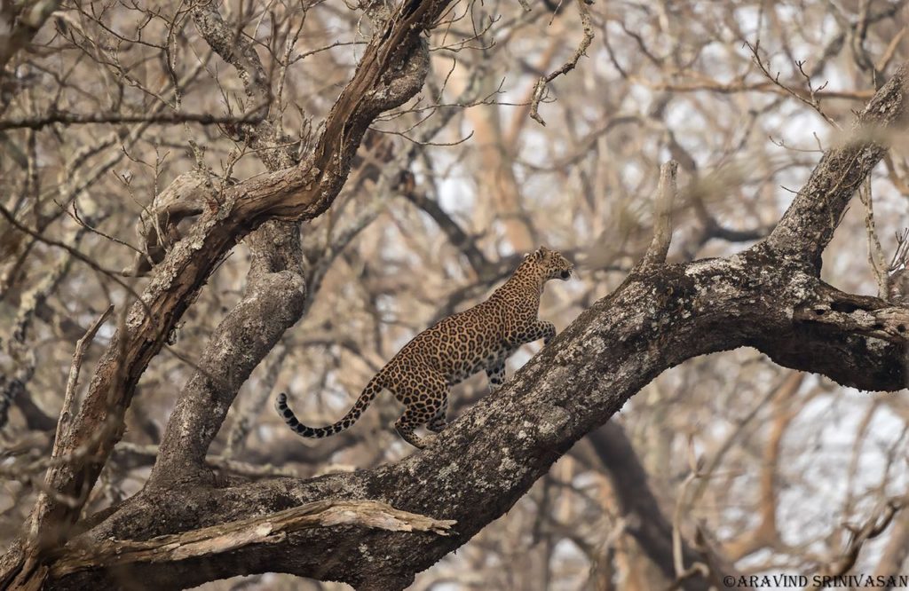 best park to see a Leopard - which one? WildTrails Recent Sightings