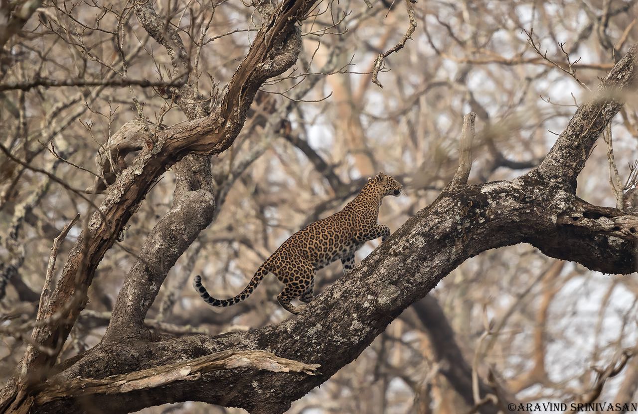 best park to see a Leopard