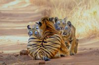 TIGER SAFARIS WITH CHILDREN