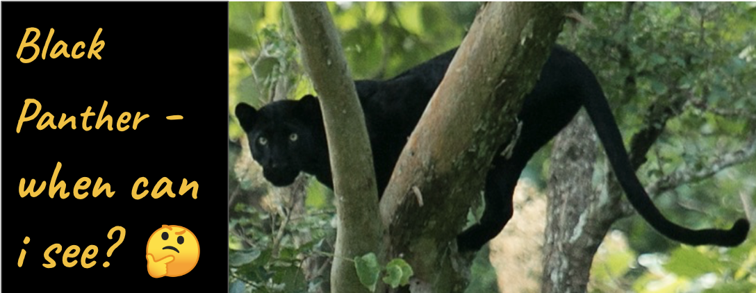 black panther at kabini