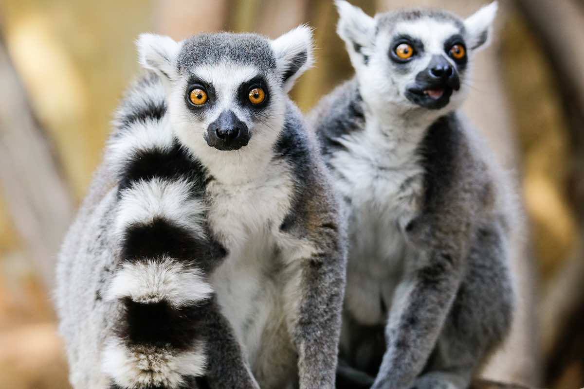 lemurs The Wildlife Pharmacy