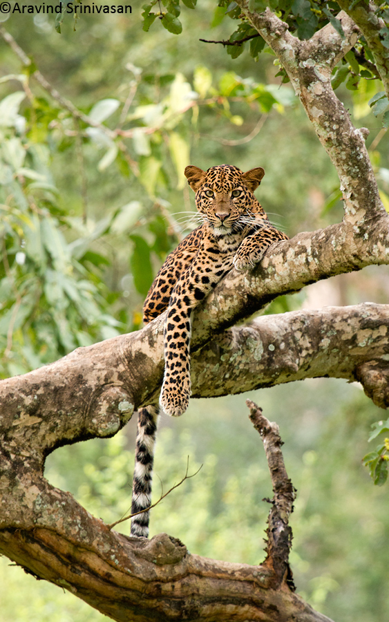 plan a Kabini Trip