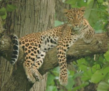 Kabini leopards