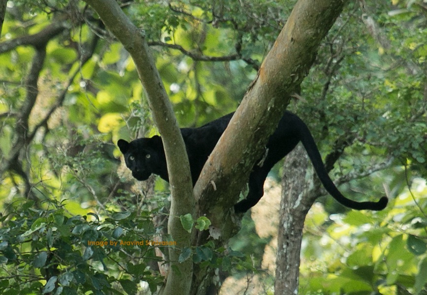 plan a Kabini Trip