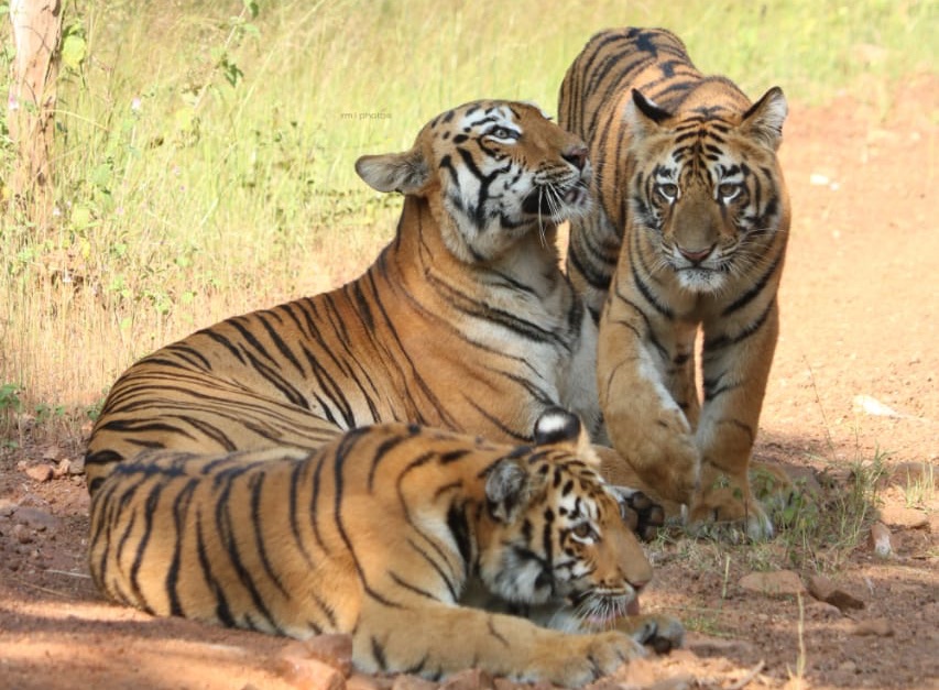 All you want to know about Ranthambore