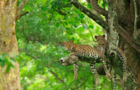 Leopard Sighting At Kabini