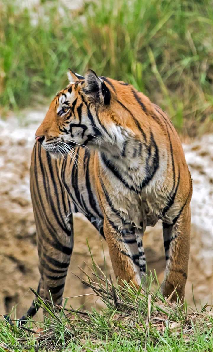 Best time for visiting Ranthambore