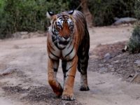 Distances and Routes to Ranthambore