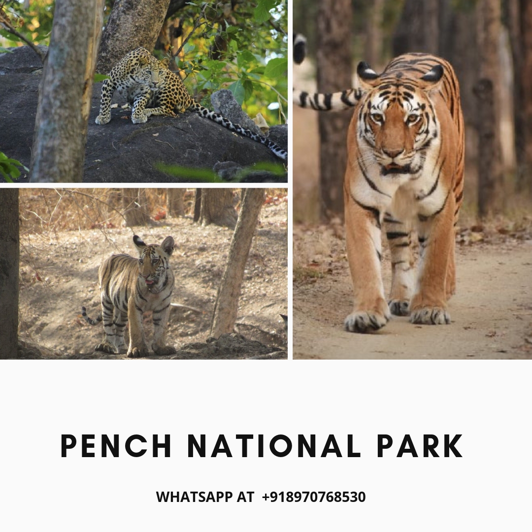 pench tiger sightings