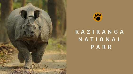 Kaziranga Natioanl Park The Hub of wildlife animals and Birds
