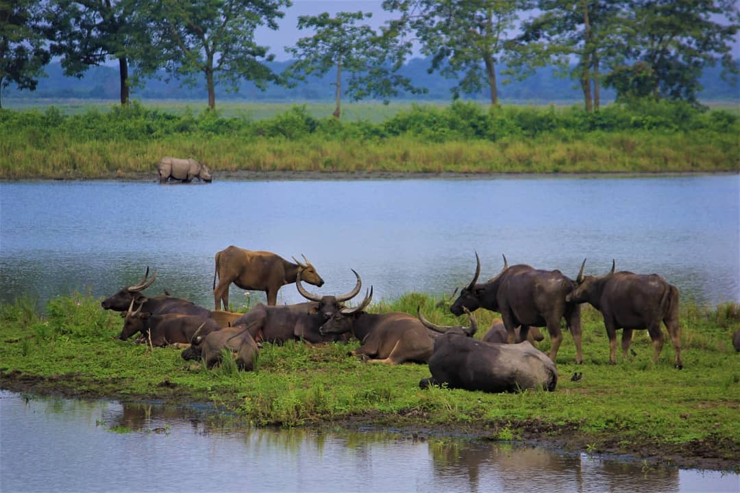 Animals of Kaziranga National Park