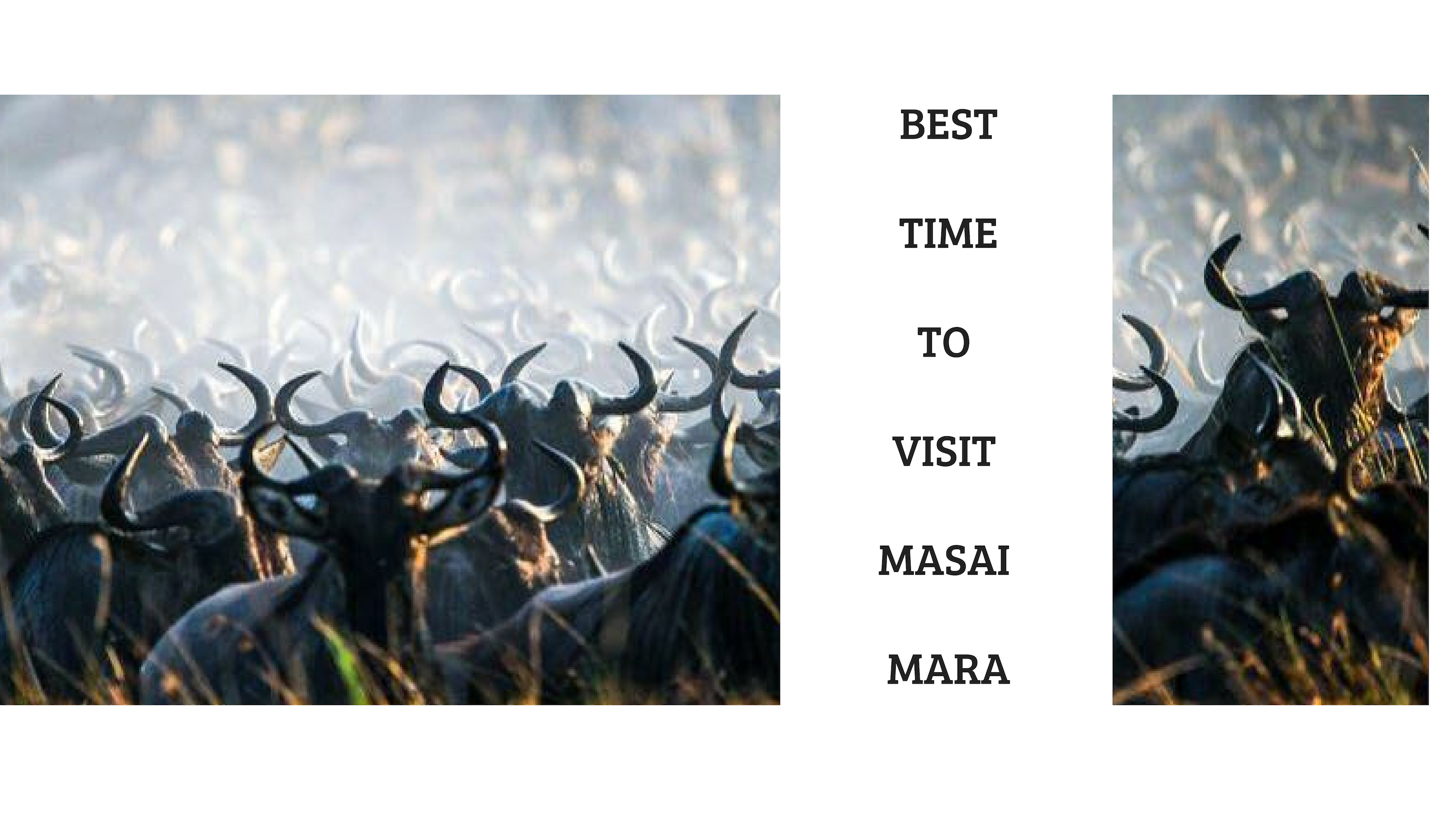 BEST TIME TO VISIT MASAI MARA WildTrails The OneStop Destination