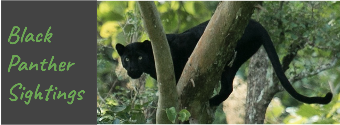 Increase your chances of Black Panther Sightings at Kabini