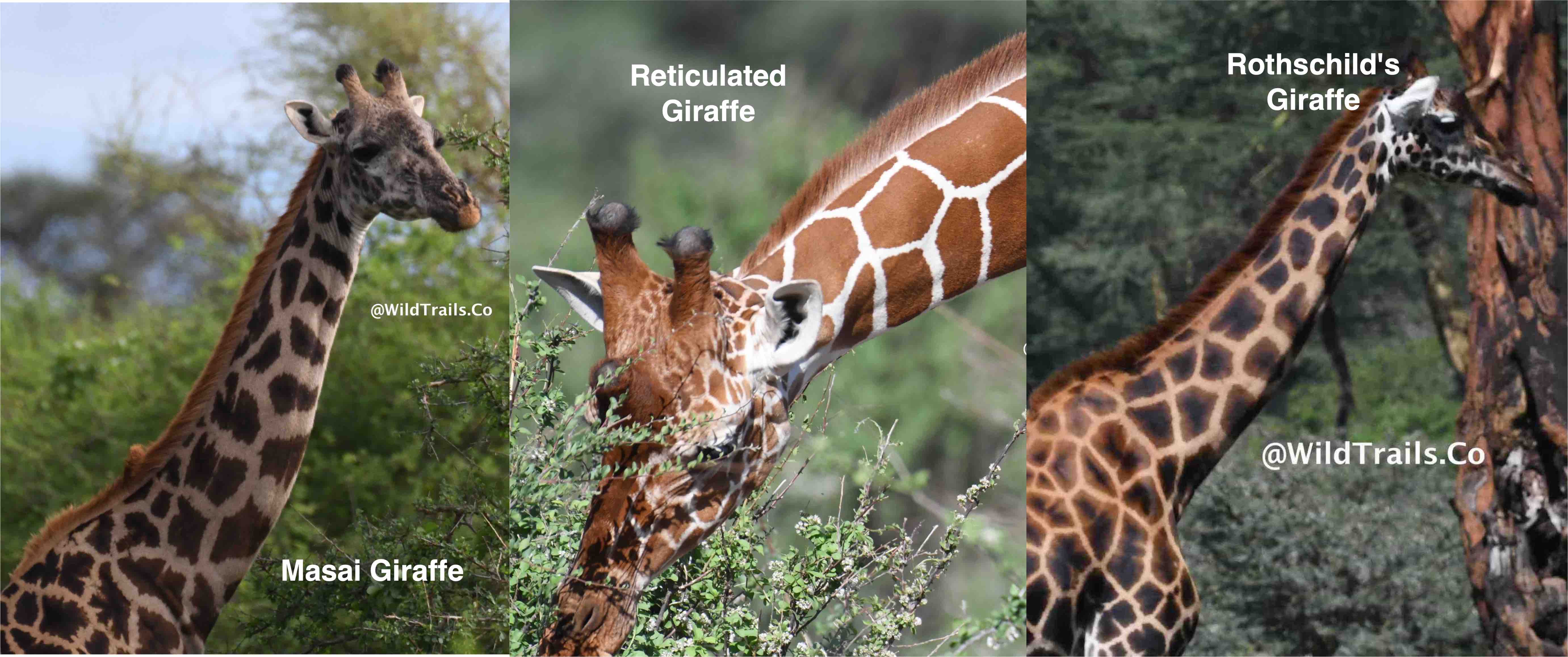 Kenya's 3 kinds of giraffes