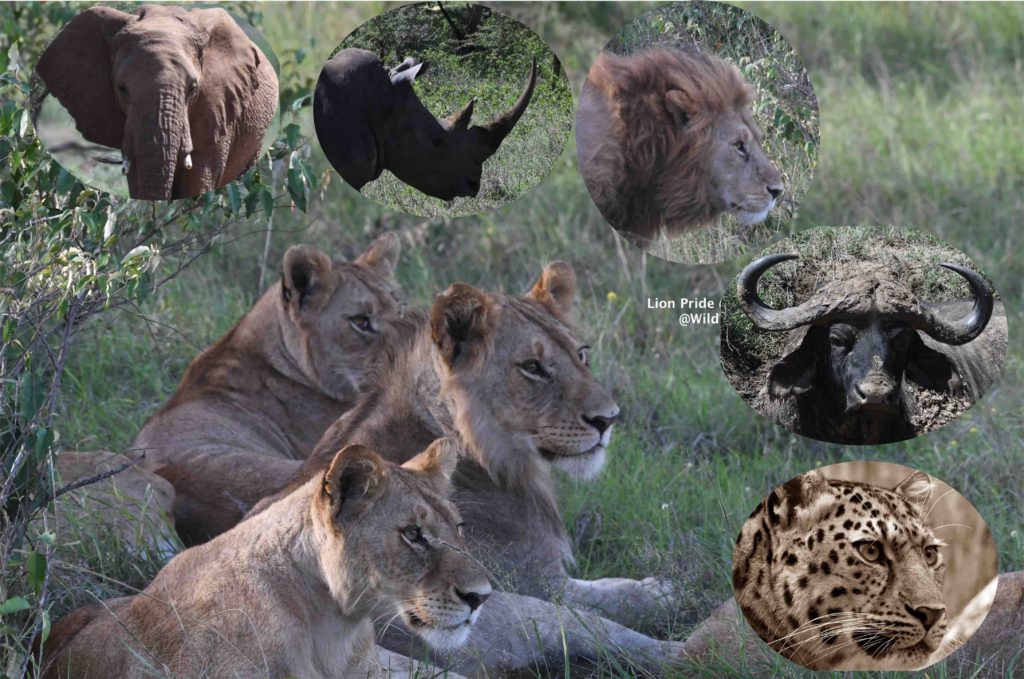 How to plan your Kenya Safari Trip Big 5 Kenya