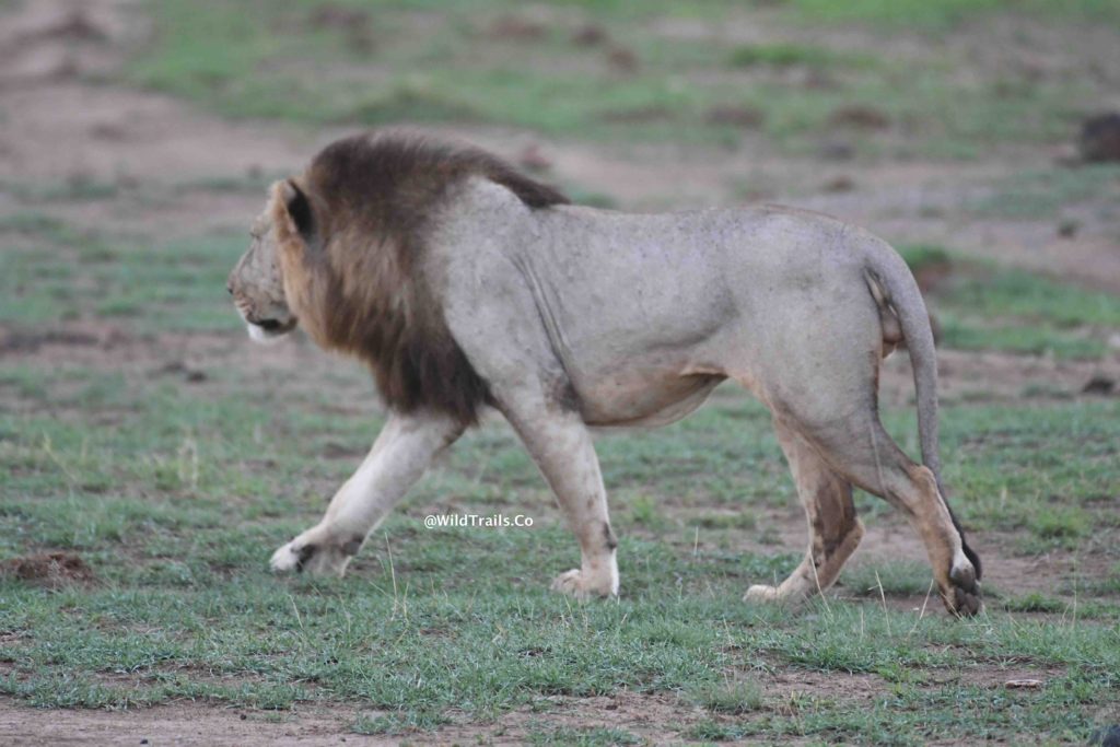 Kenya Safari for Big5 Amboseli male lion