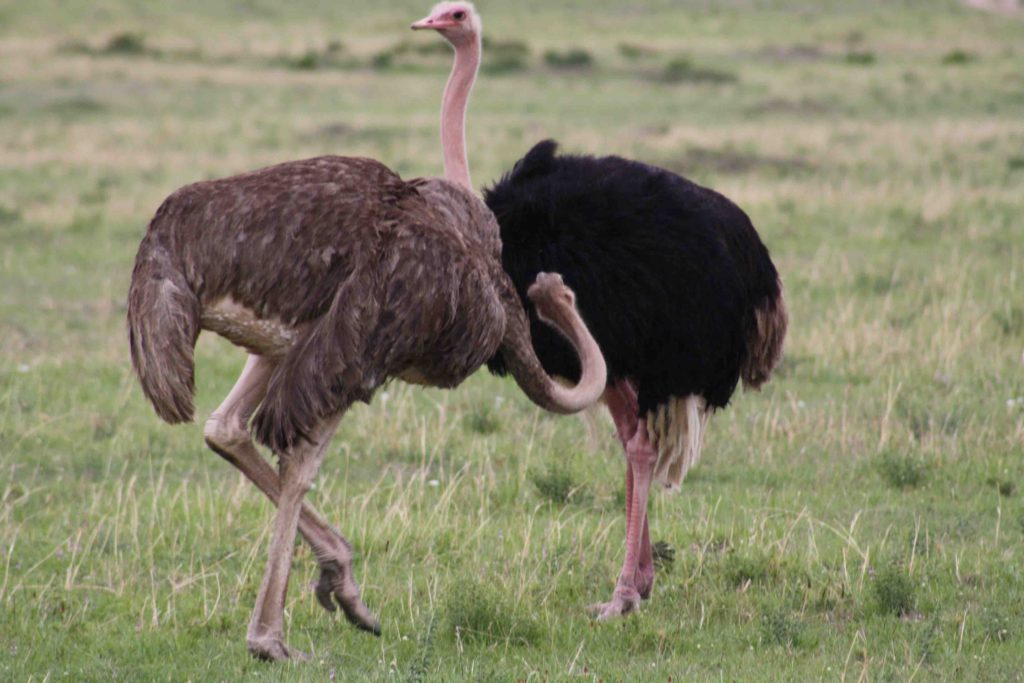 masai ostrich